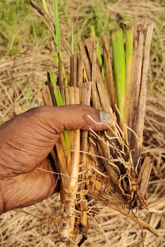 Hands cradling freshly harvested vetriver roots in Villupuram, Tamil Nadu