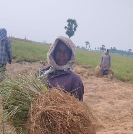 Farming community harvesting vetriver at golden hour in South India
